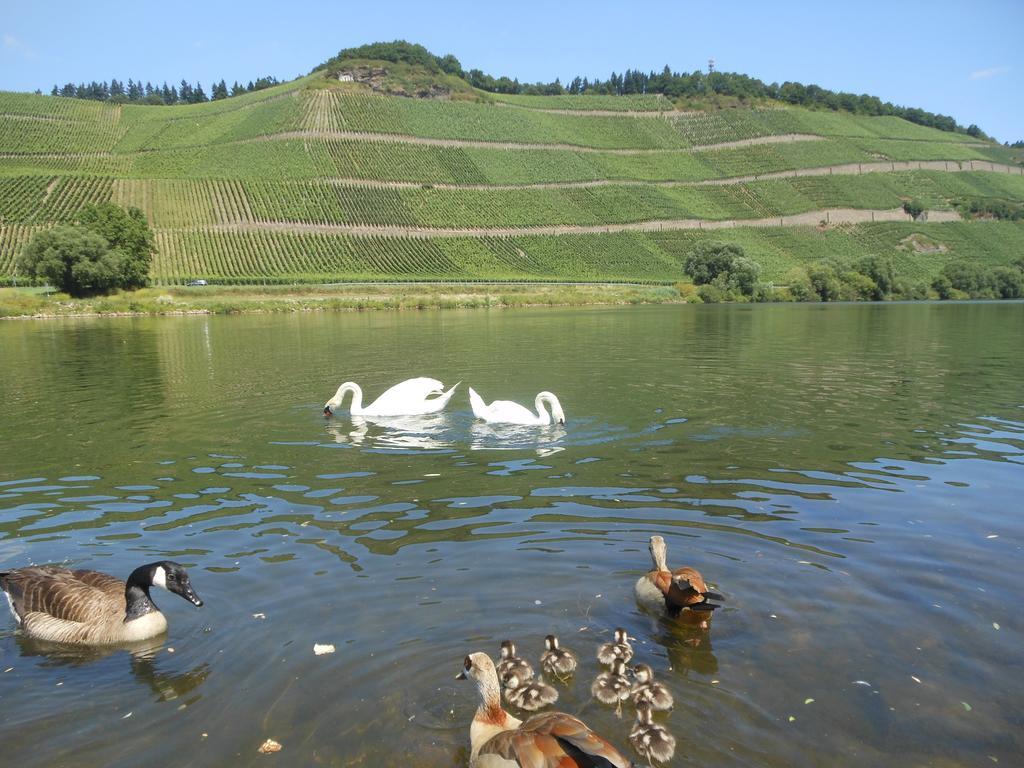 Ferienhaus Mosel Brauneberg Exterior foto